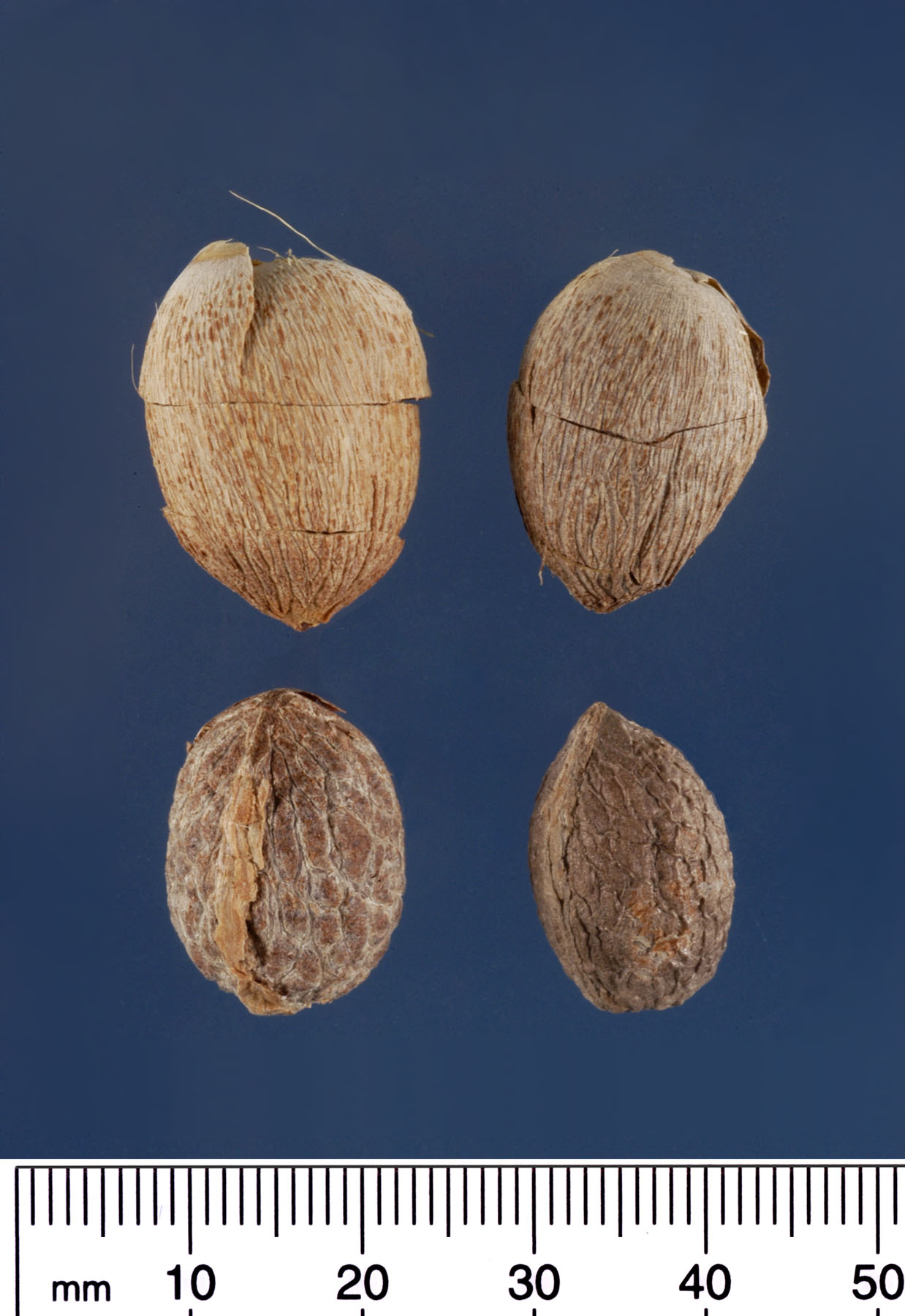   Adonidia merrillii  seeds (mm scale). Photograph courtesy of Mariana P. Beckman, DPI 