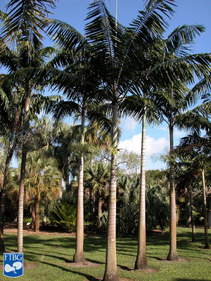   Veitchia winin  habit. Photograph courtesy of Fairchild Tropical Botanical Garden, Guide to Palms  http://palmguide.org/index.php  