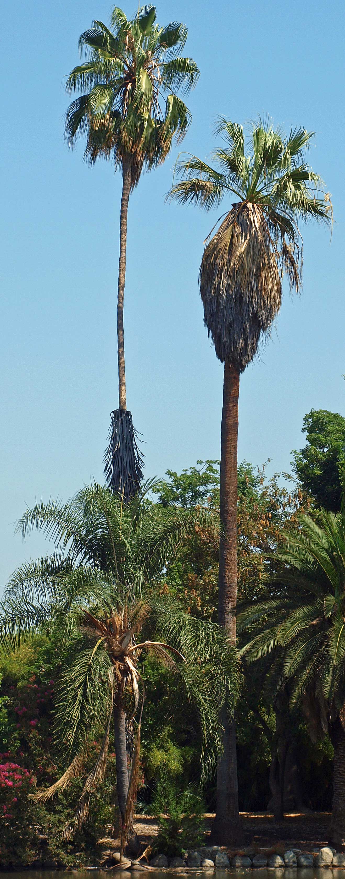   Washingtonia robusta  (left)  Washingtonia filifera  (right) 