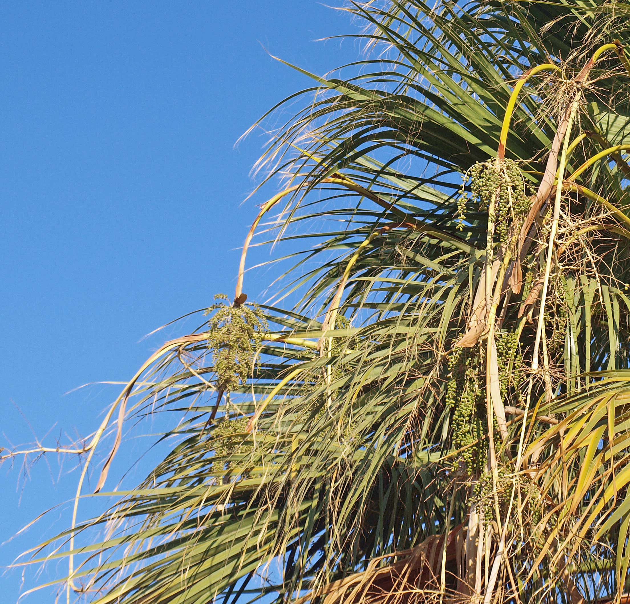   Washingtonia filifera  immature fruits 