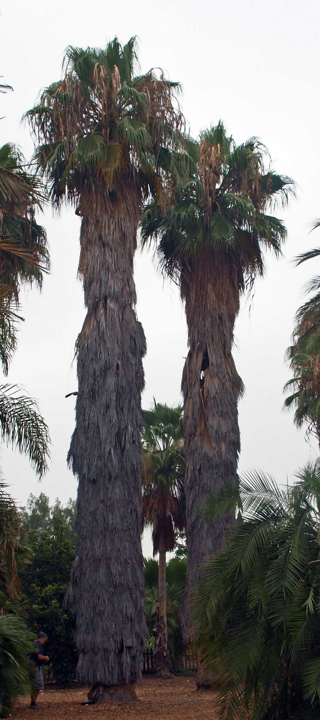   Washingtonia filifera  palms showing marcesant leaves with human on the left (for scale). 