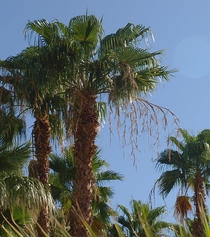   Washingtonia filifera  inflorescence branching 