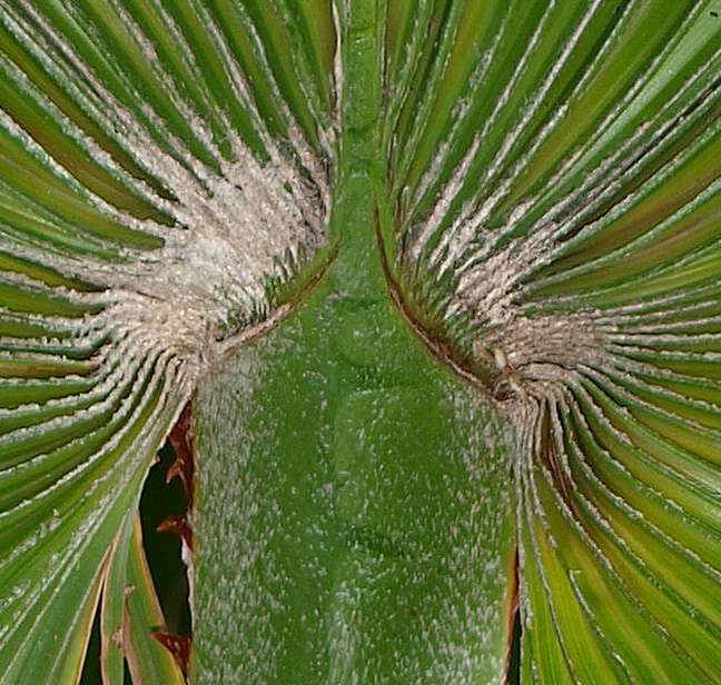   Washingtonia robusta  with closer view of abaxial surface showing dense, tawny hairs and costa 