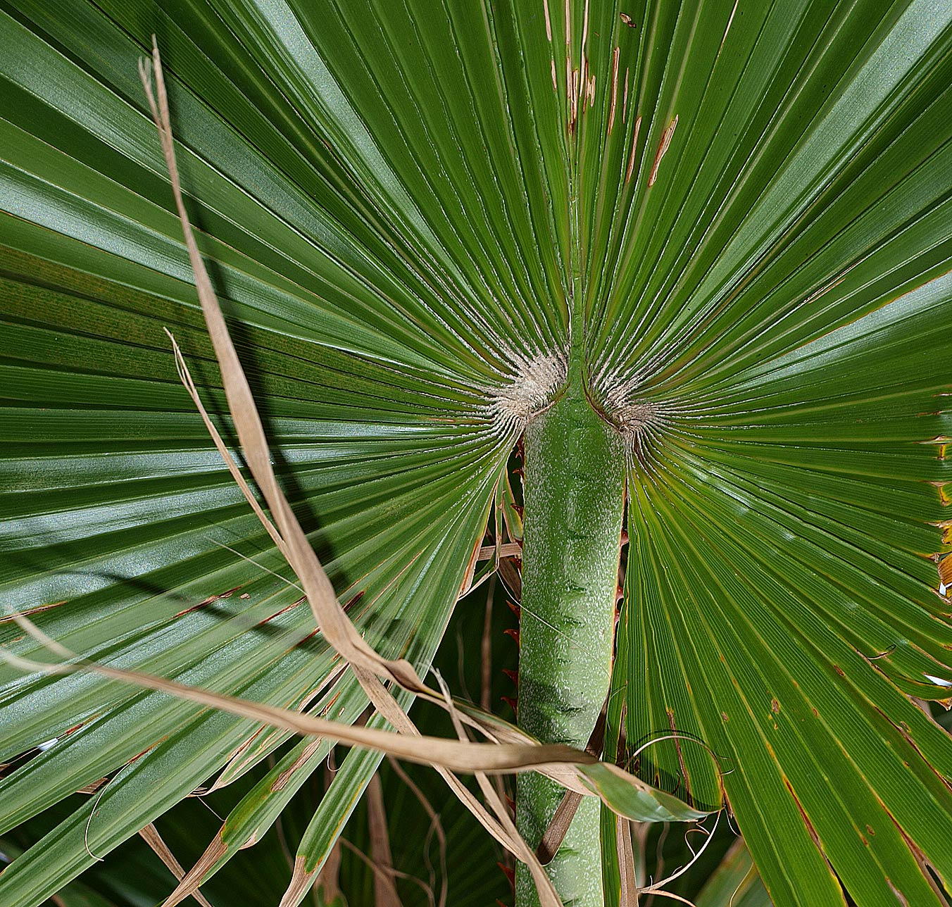   Washingtonia robusta  with abaxial surface showing dense, tawny hairs and costa 