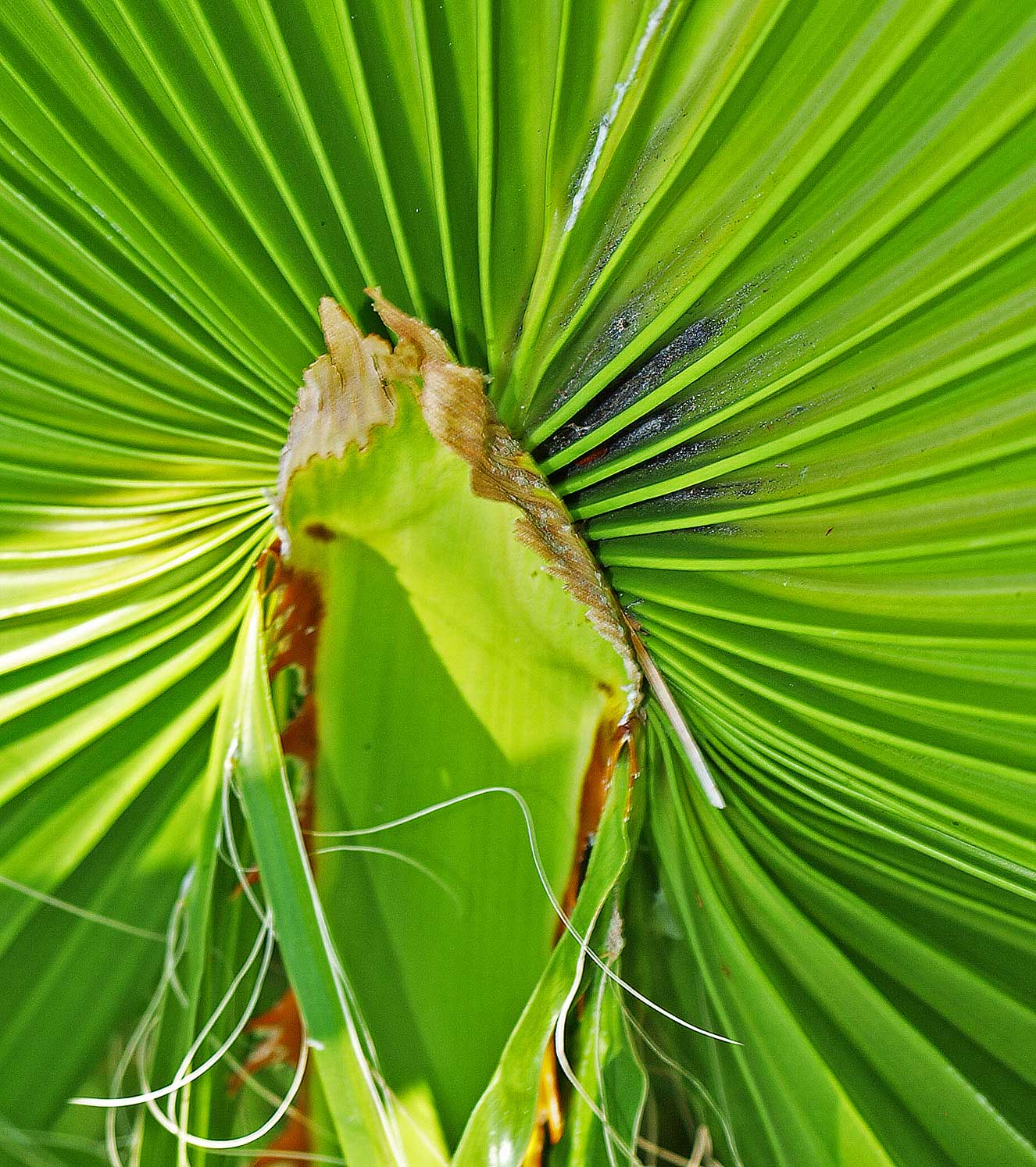   Washingtonia robusta  adaxial hastula 