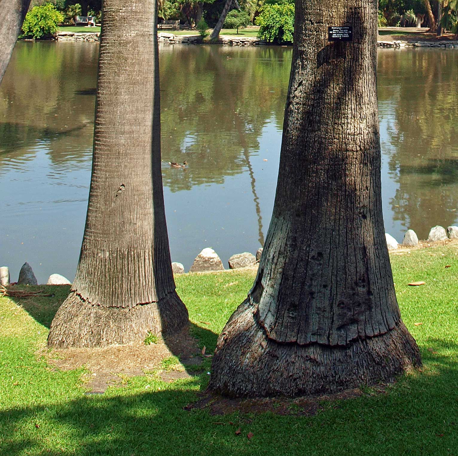   Washingtonia robusta  swollen base of stems 