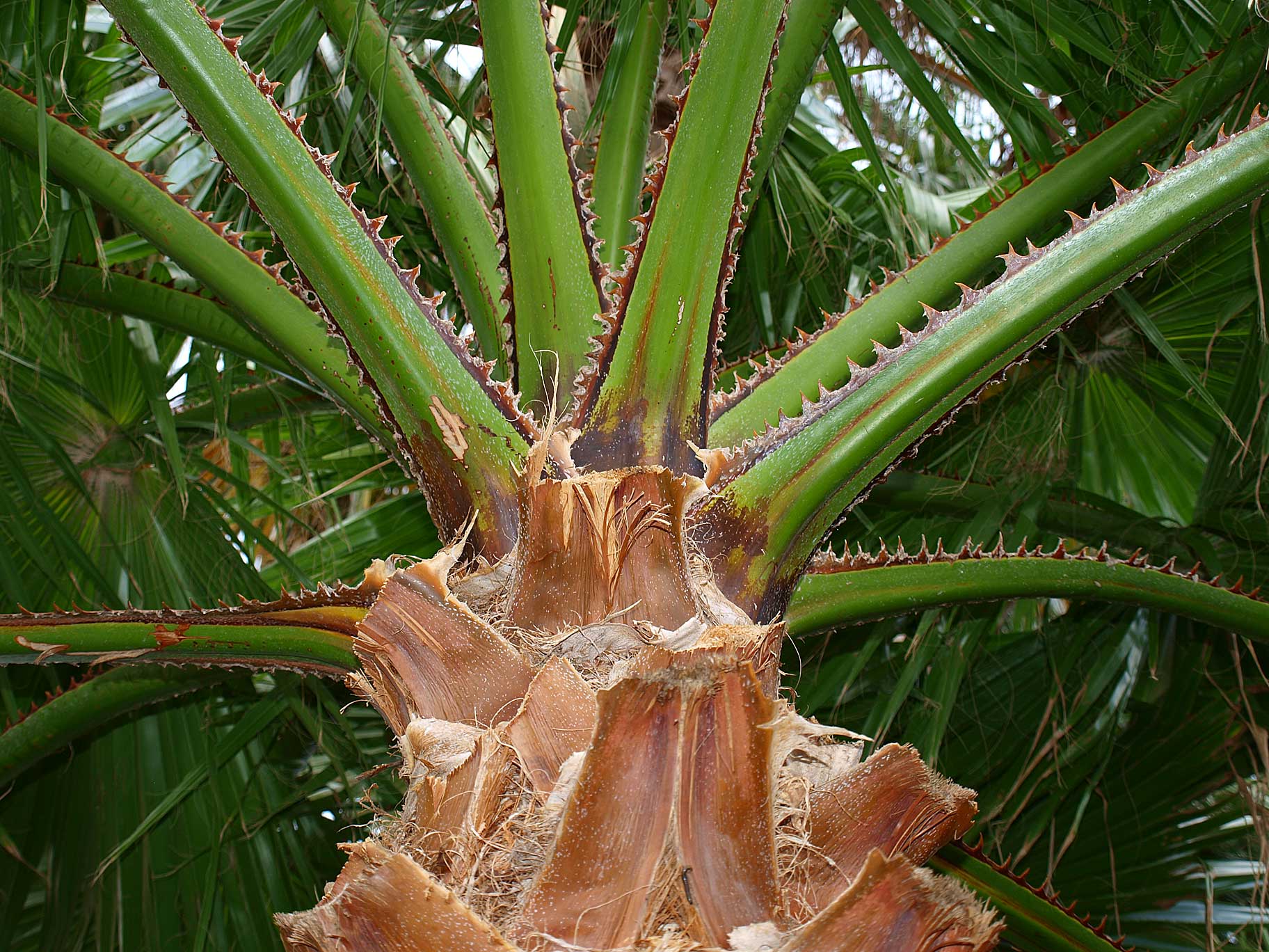   Washingtonia robusta  petioles with marginal teeth 