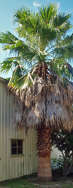   Washingtonia robusta  with newer green leaves, older brown marcescent leaves, stem with old leaf bases left from pruning, and bare stem after leaf bases have fallen. 