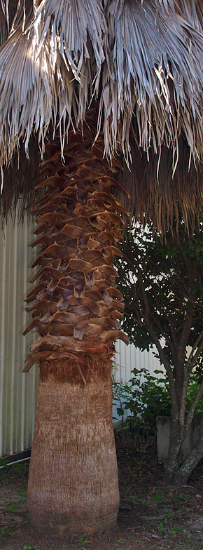   Washingtonia robusta  closer view of pruned leaf bases and bare stem after leaf bases have fallen away. 
