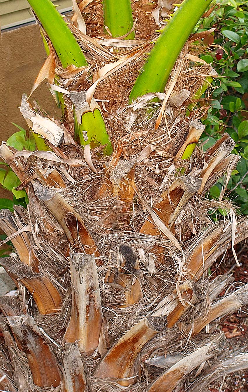   Washingtonia robusta  stem of young palm with leaves pruned away 