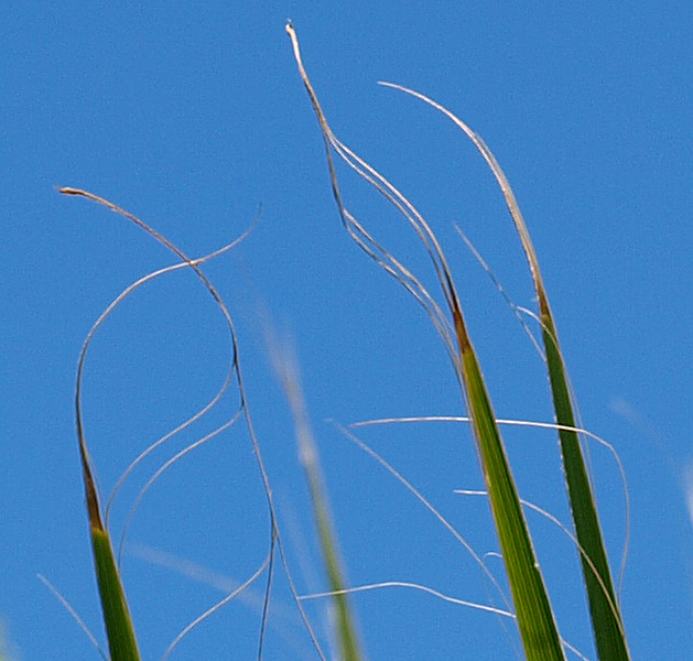   Washingtonia robusta  leaf segment tips 