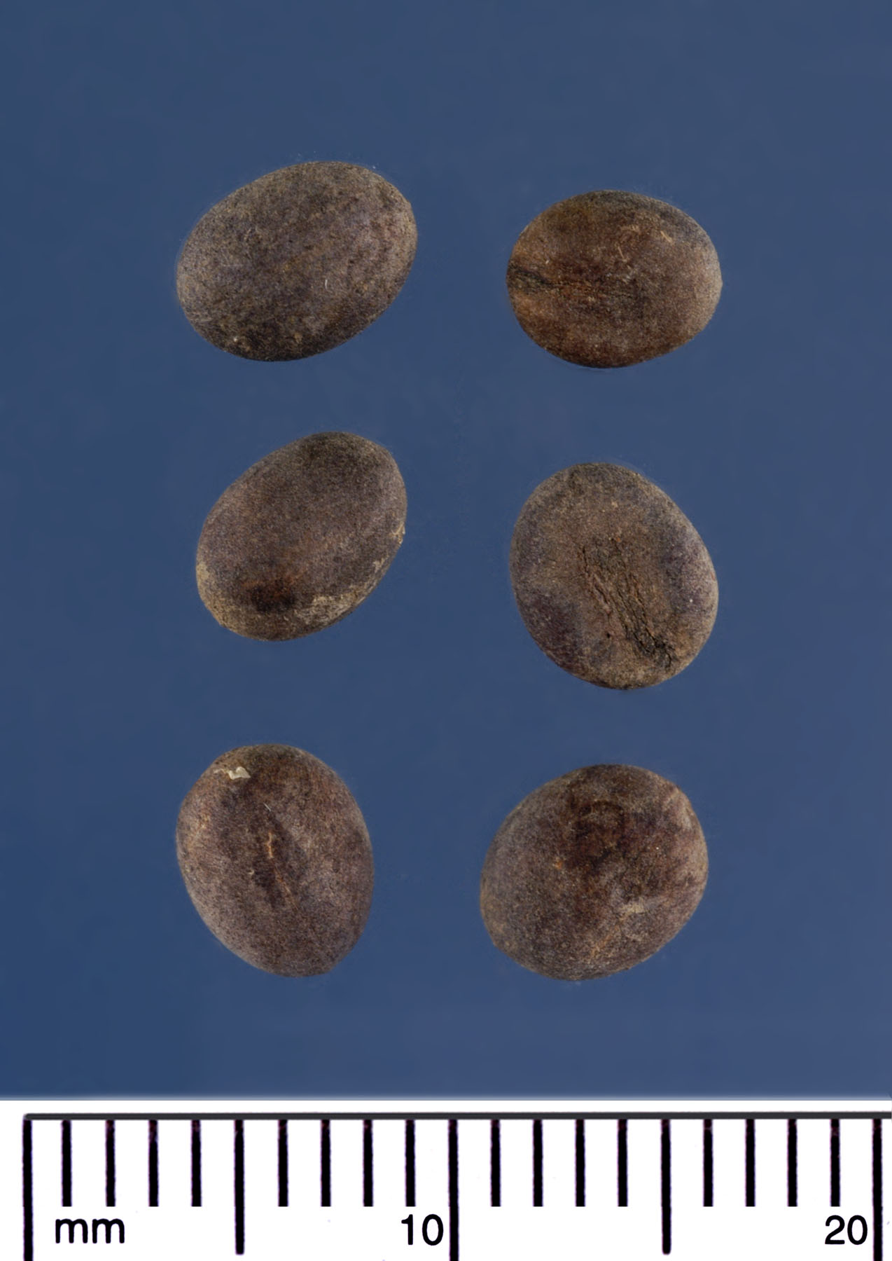   Washingtonia filifera  seeds (mm scale). Photograph courtesy of Mariana P. Beckman, DPI 