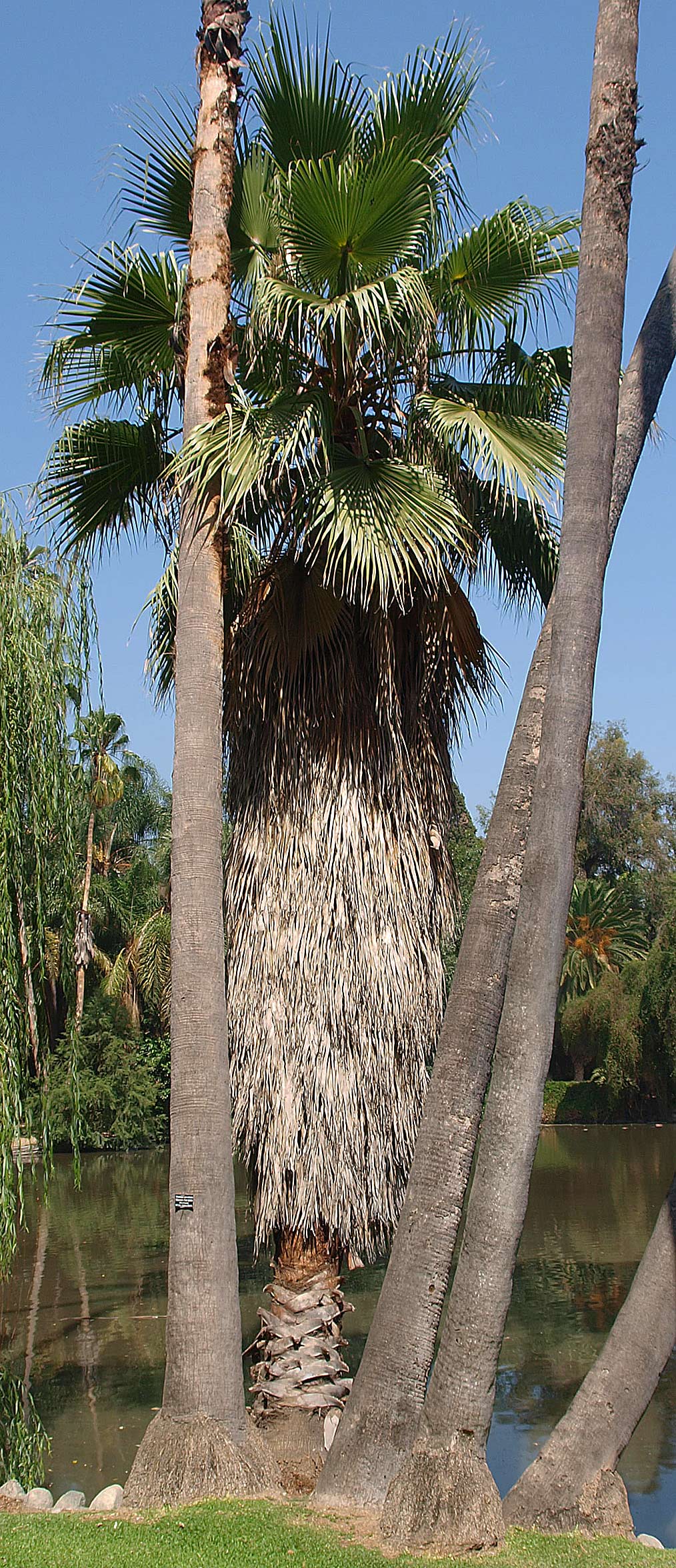   Washingtonia robusta  tapering stems of older palms with young palm showing marcescent leaves 
