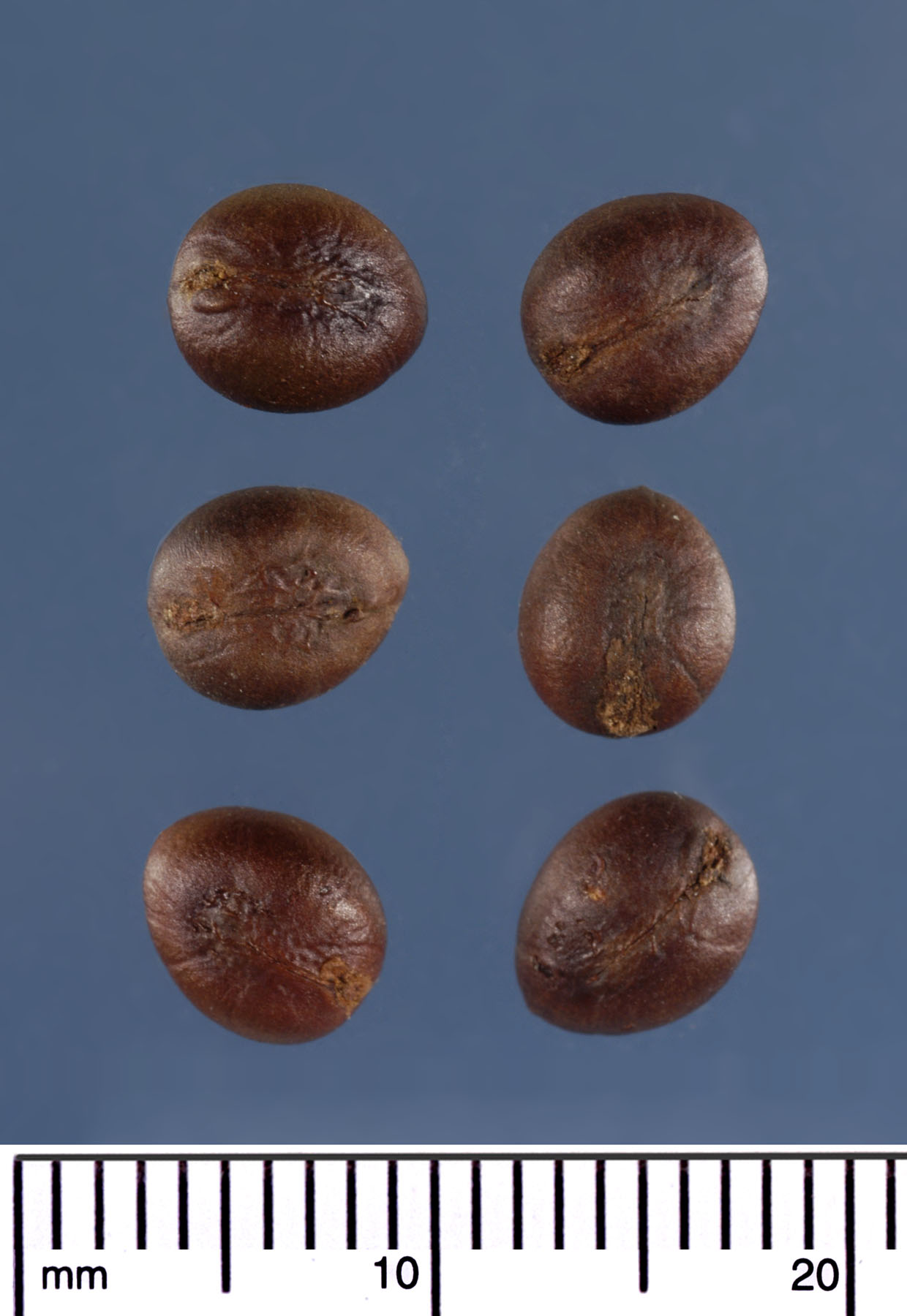   Washingtonia robusta  seeds (mm scale). Photograph courtesy of Mariana P. Beckman, DPI 