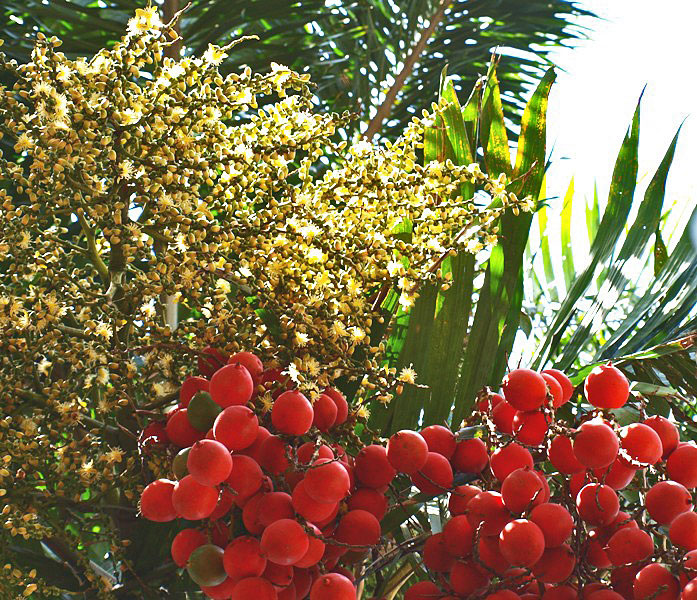   Wodyetia bifurcata  inflorescence and ripe fruit 