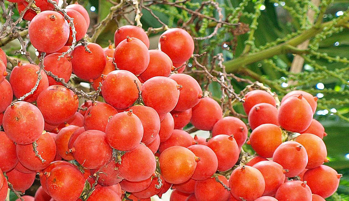   Wodyetia bifurcata  fruit 