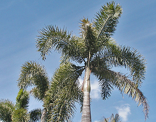   Wodyetia bifurcata  canopy 