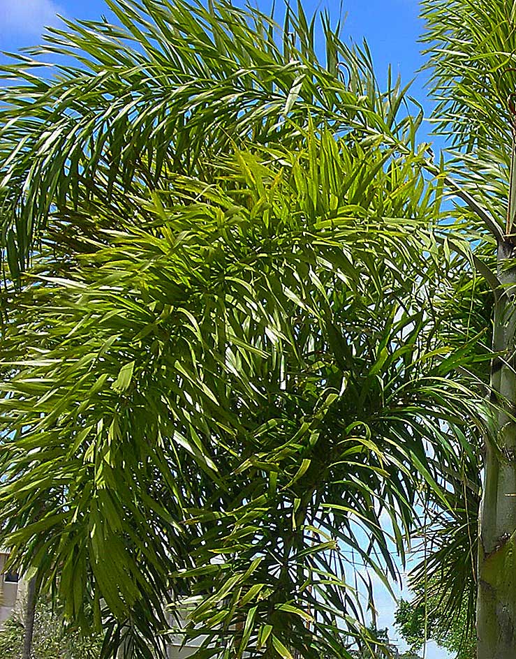   Wodyetia bifurcata  plumose leaf 