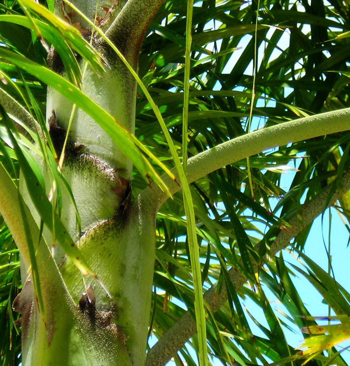   Wodyetia bifurcata  black scurf on leaf bases 