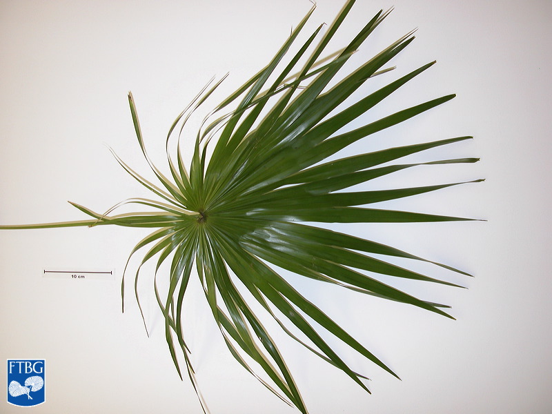   Zombia antillarum  leaf blade. Photograph courtesy of Fairchild Tropical Botanical Garden, Guide to Palms  http://palmguide.org/index.php  
