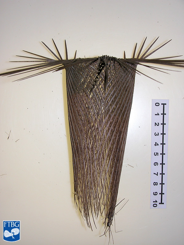   Zombia antillarum  fibrous leaf sheath. Photograph courtesy of Fairchild Tropical Botanical Garden, Guide to Palms  http://palmguide.org/index.php  