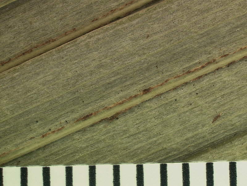   Zombia antillarum  close view of abaxial leaf segment (mm scale) 