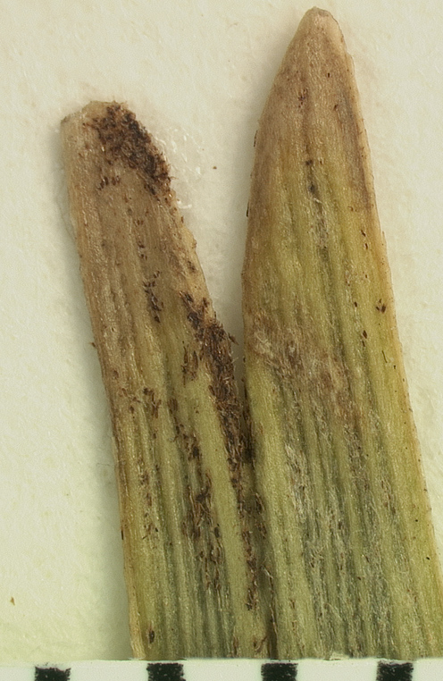   Zombia antillarum  leaflet tip 