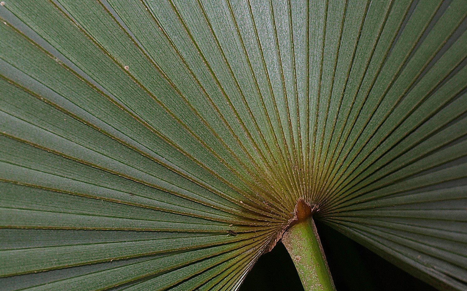   Zombia antillarum  hastula (abaxial leaf blade) 