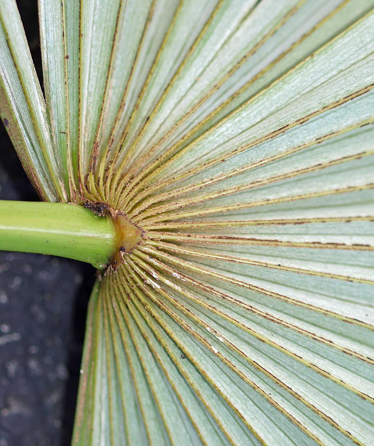   Zombia antillarum  silvery scales on abaxial leaf blade 