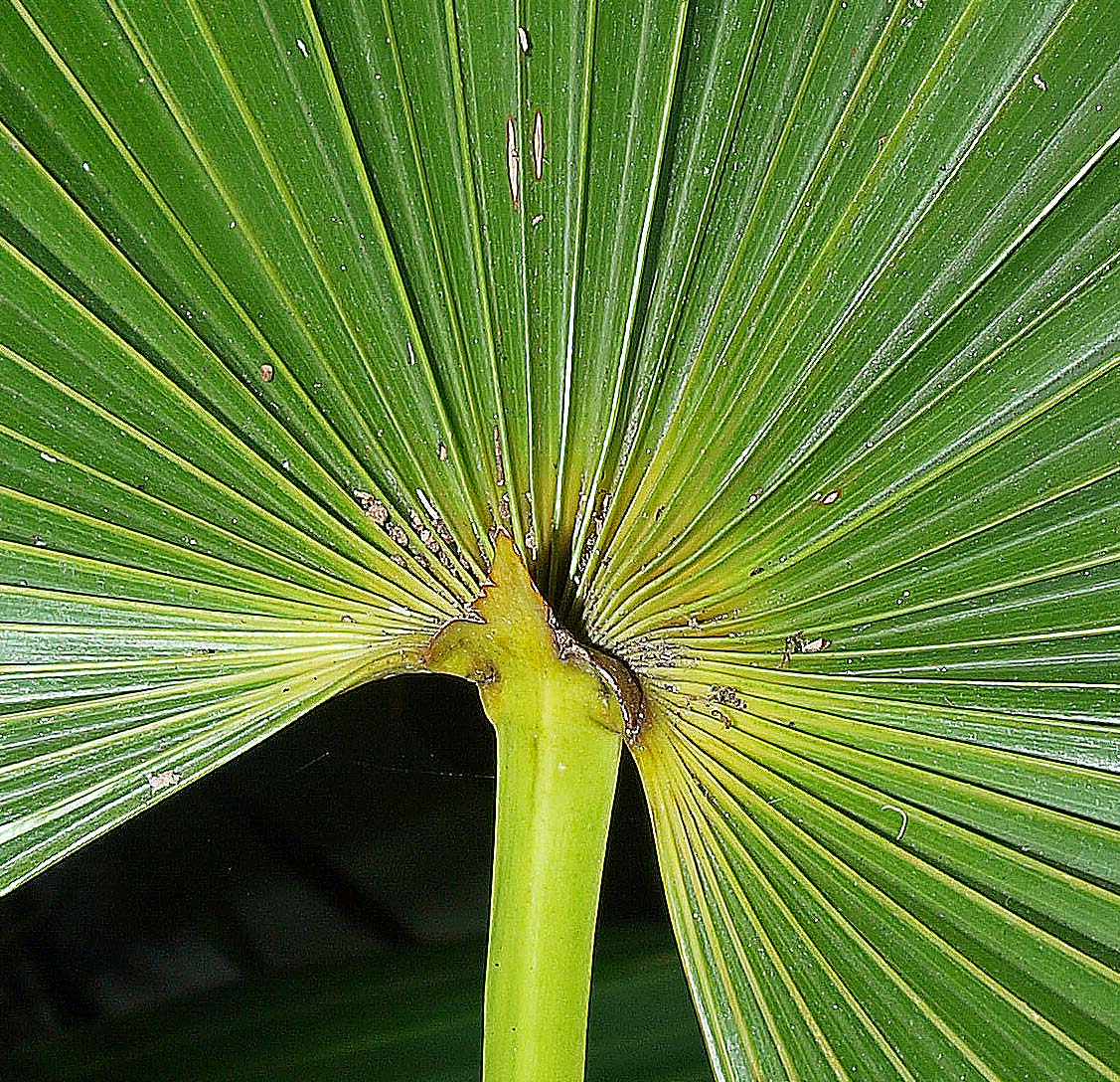   Zombia antillarum  adaxial hastula (side view) 