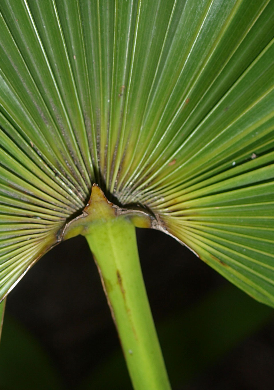   Zombia antillarum  hastula (adaxial leaf blade) 