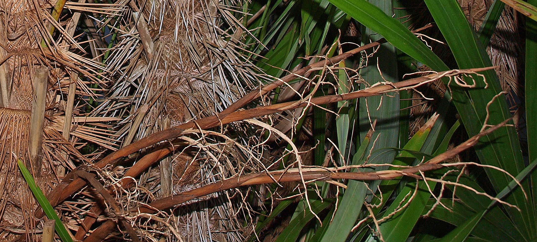   Zombia antillarum  old inflorescence 
