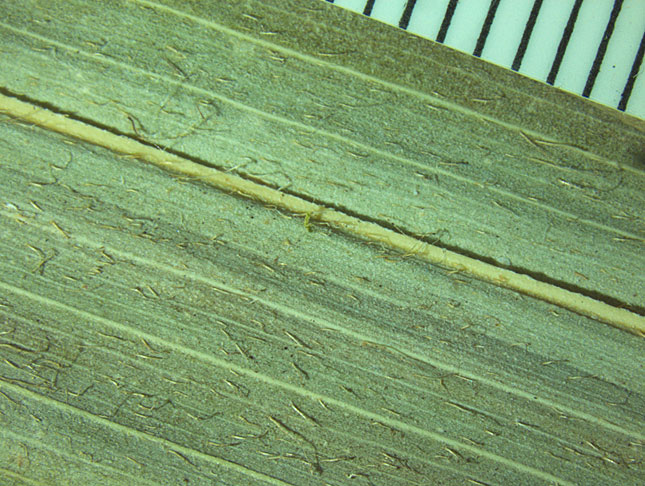   Acrocomia aculeata  magnified view of leaflet lower surface with silvery hairs (mm scale) 