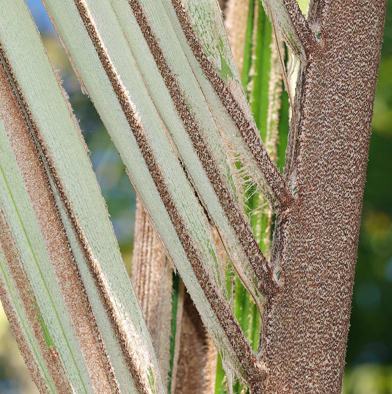   Arenga engleri  leaf tomentum (abaxial leaflets and rachis) 