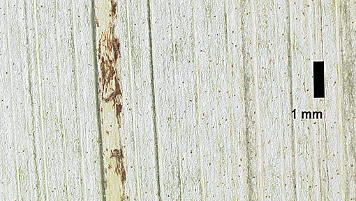   Arenga engleri  leaflet silvery underside with midrib 