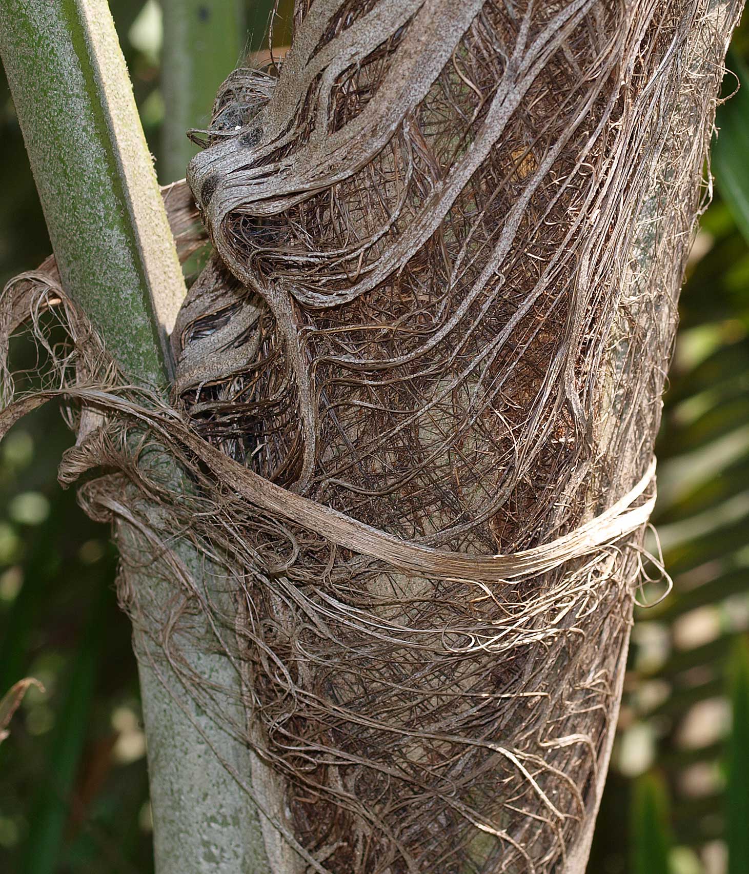   Arenga engleri  leaf sheath fibers 