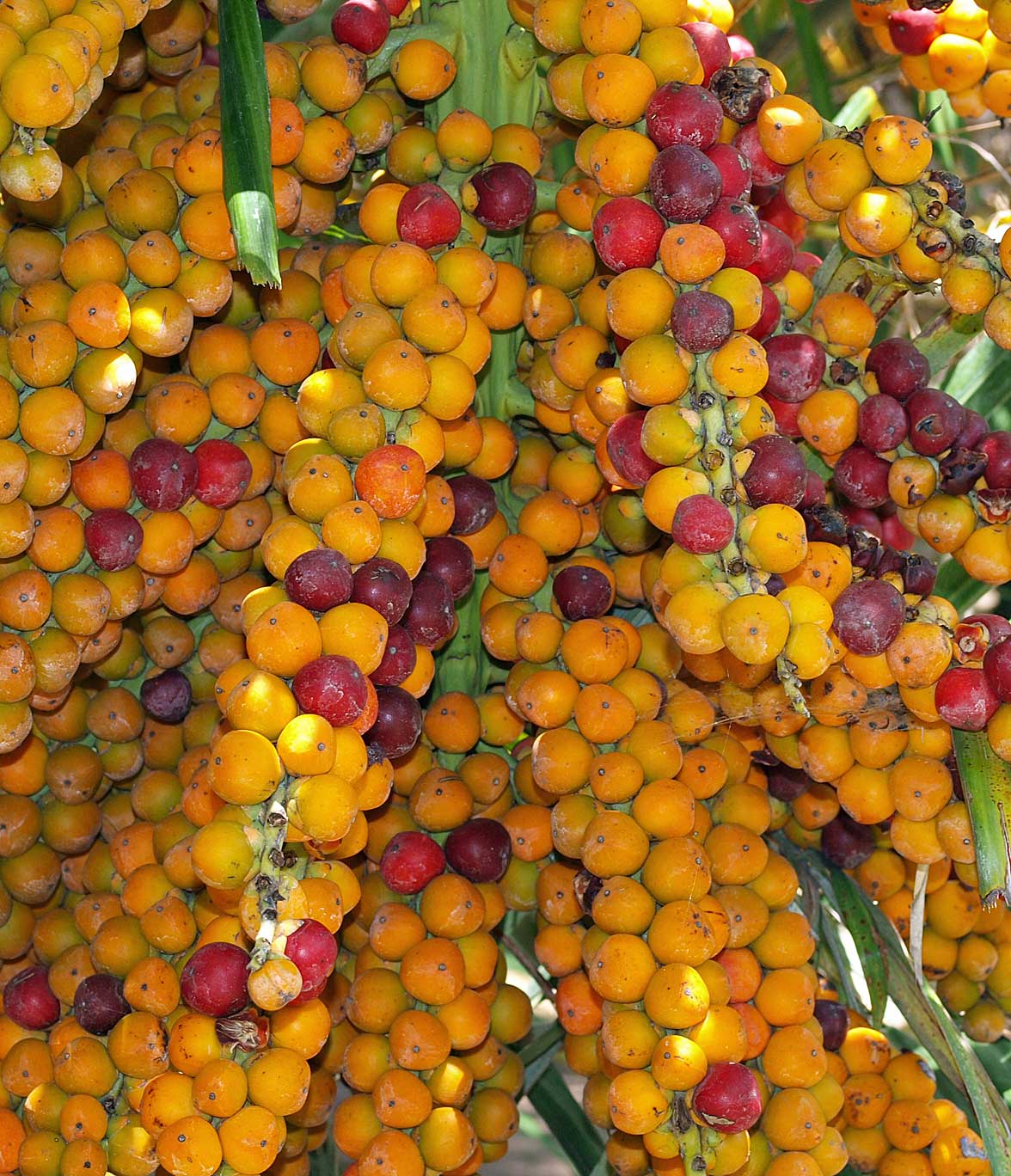  Arenga engleri  ripening fruit 