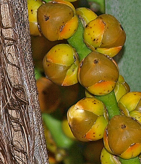   Arenga engleri  immature fruit 