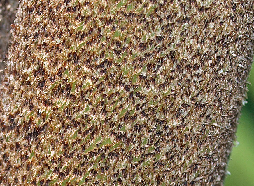   Arenga engleri  leaf tomentum (close view) 