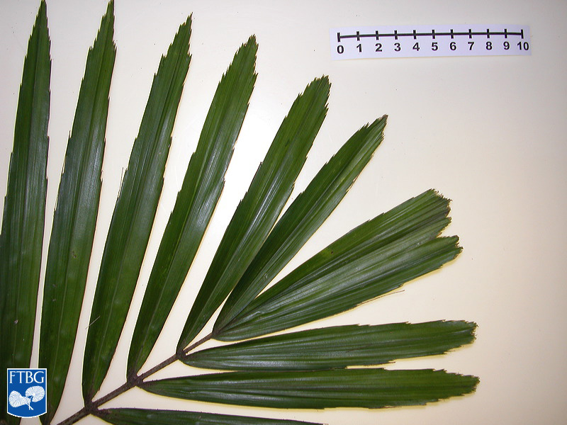   Arenga engleri  leaf tip. Photograph courtesy of Fairchild Tropical Botanical Garden, Guide to Palms  http://palmguide.org/index.php  