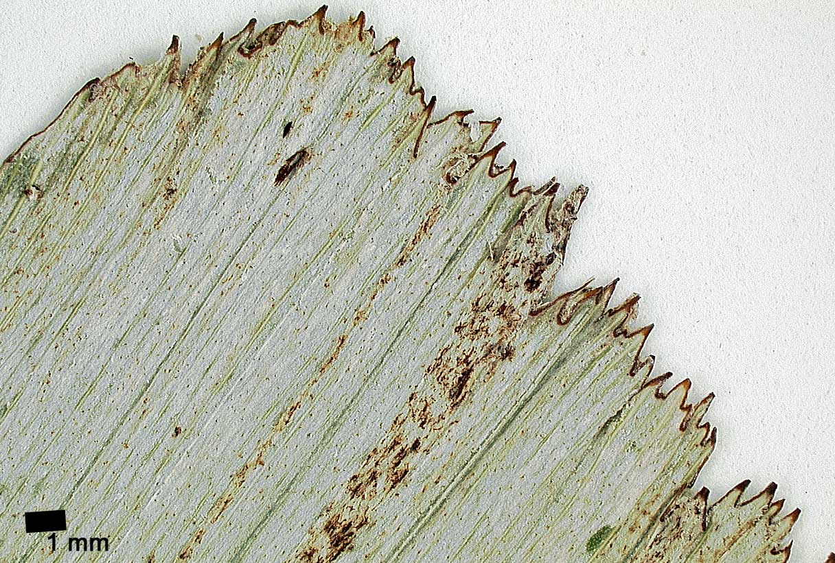   Arenga engleri  leaflet tip 