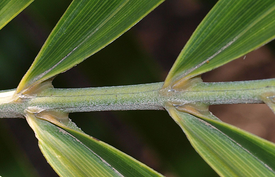   Arenga engleri  rachis with leaflet attachment 