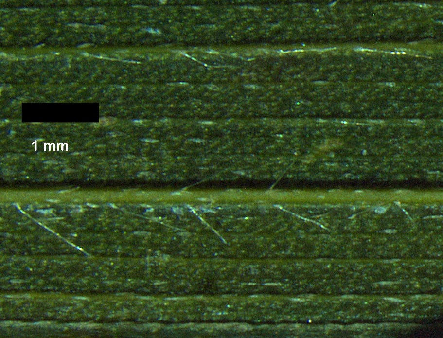   Bactris gasipaes  abaxial leaflet hairs 