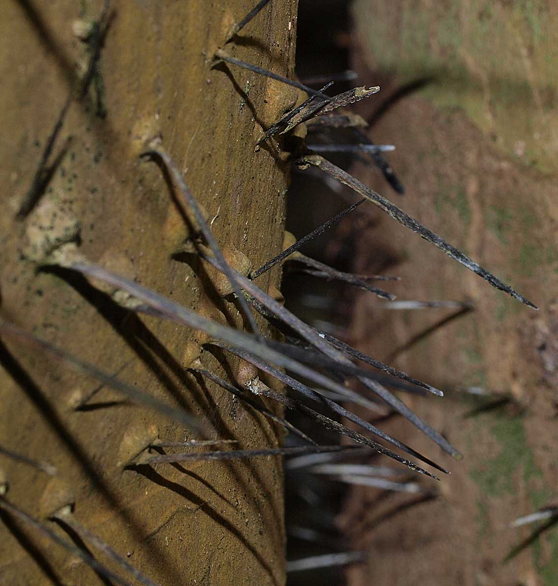   Bactris gasipaes  stem spines 