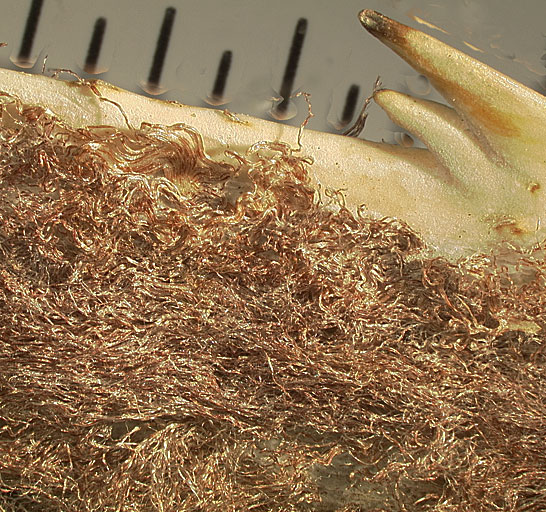   Brahea armata  wooly hairs and marginal teeth on petiole (mm scale) 