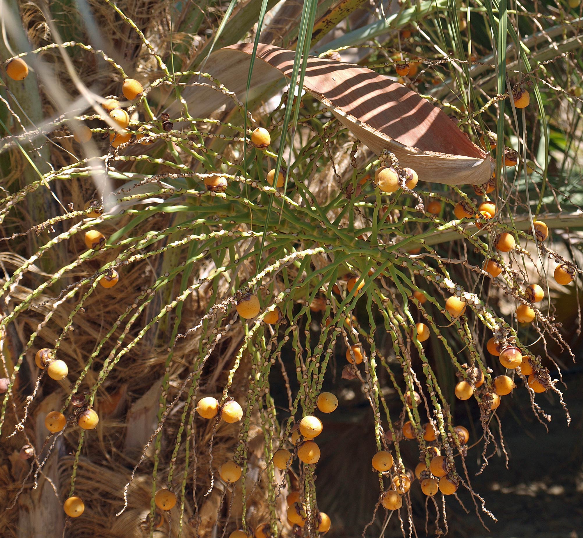   Butia odorata  ripe fruit 
