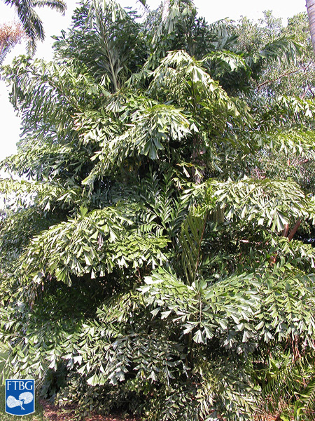   Caryota mitis  habit. Photograph courtesy of Fairchild Tropical Botanical Garden, Guide to Palms  http://palmguide.org/index.php  