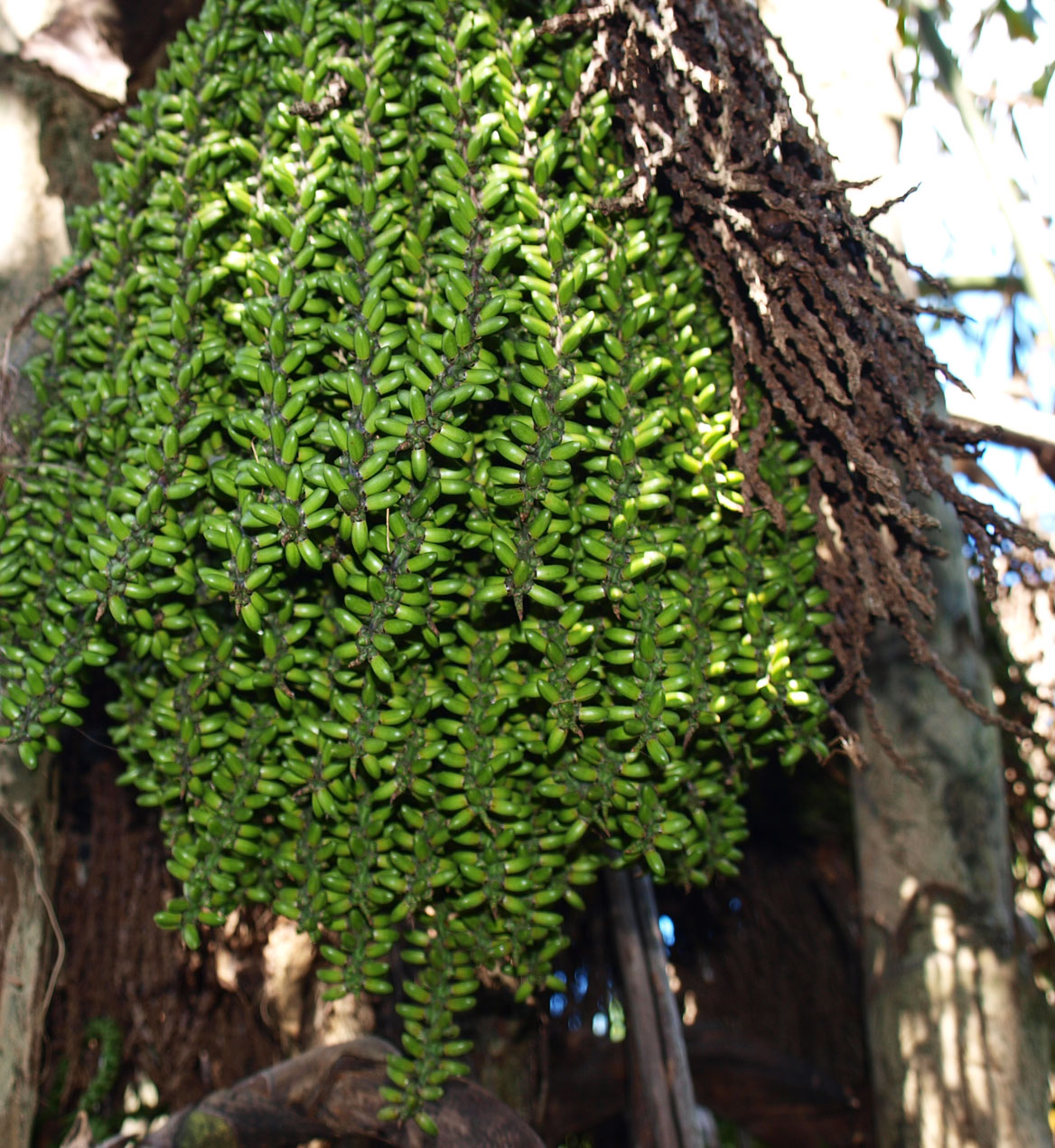   Caryota mitis  fruit 