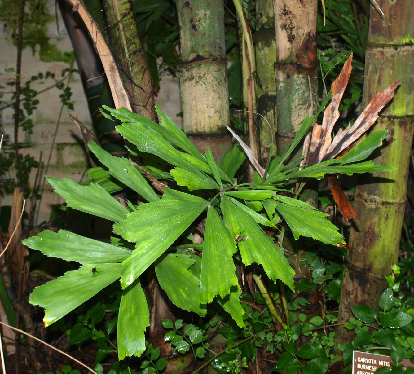   Caryota mitis  juvenile leaf 