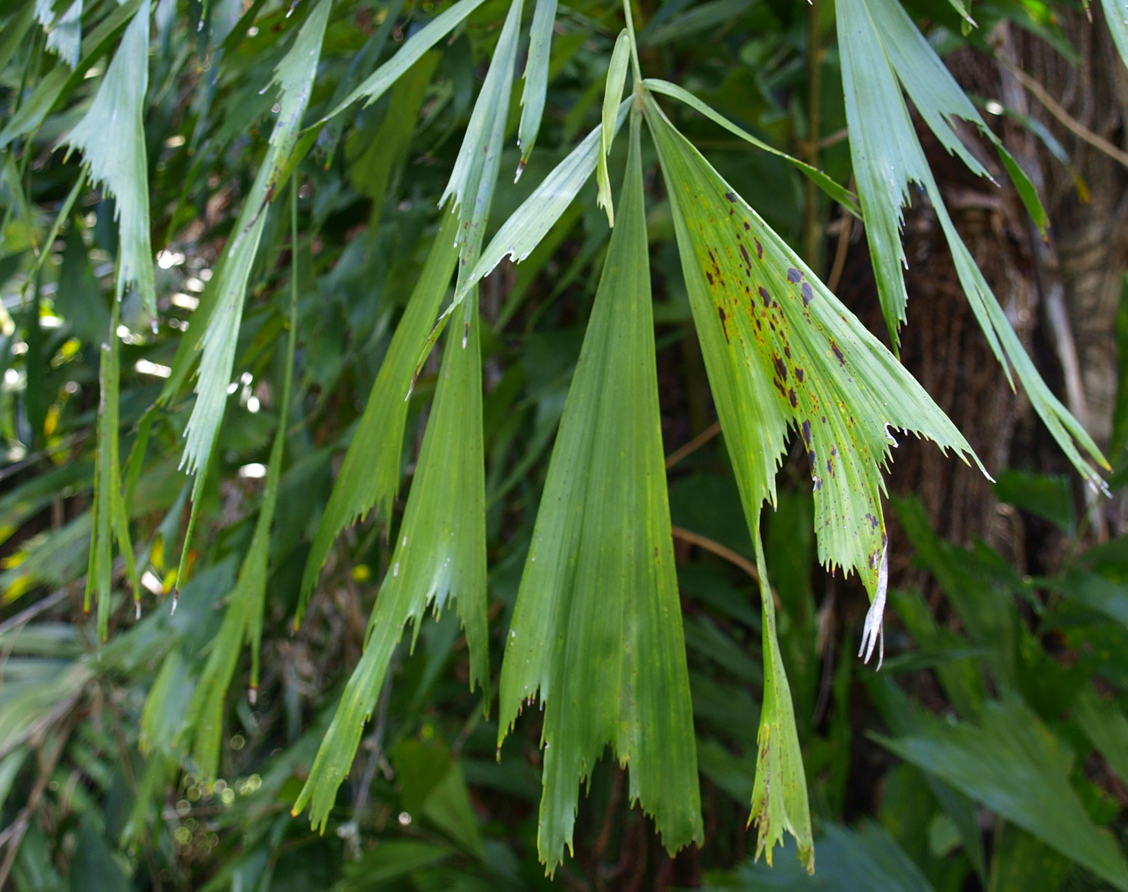   Caryota mitis  adult leaflets 